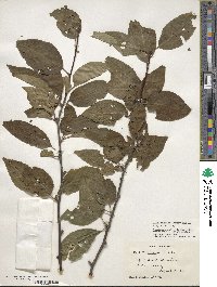 Ilex montana image