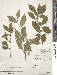 Ilex montana image