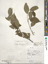 Ilex montana image