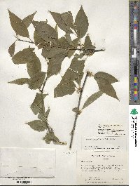 Ilex montana image