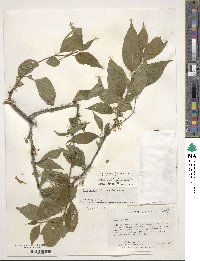 Ilex montana image