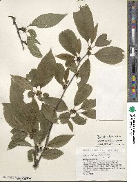 Ilex montana image