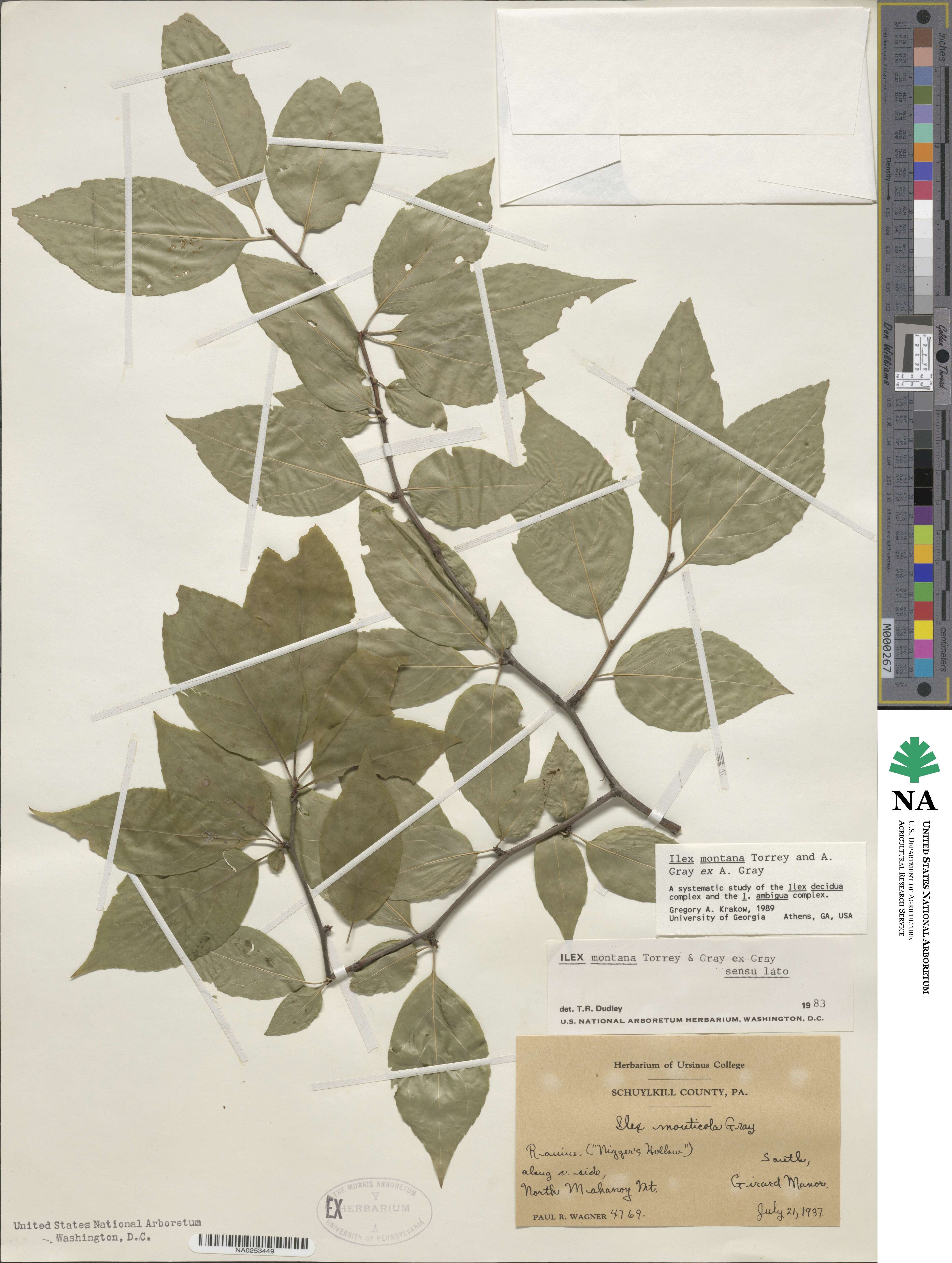 Ilex montana image