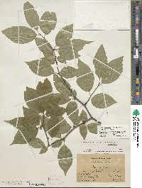 Ilex montana image