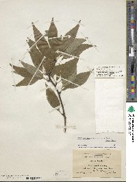 Ilex montana image