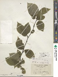 Ilex montana image