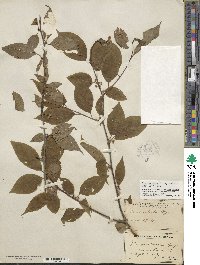 Ilex montana image