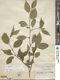 Ilex montana image