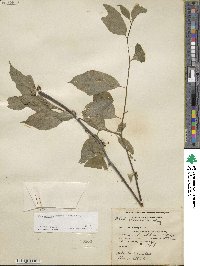 Ilex montana image