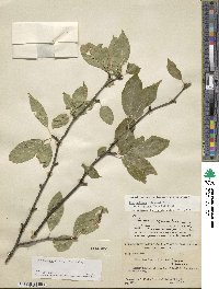 Ilex montana image