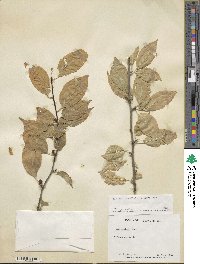 Ilex montana image