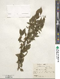 Ilex montana image