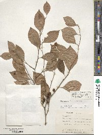 Ilex montana image