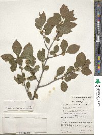 Ilex montana image