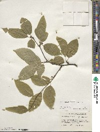 Ilex montana image