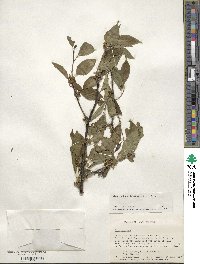 Ilex montana image