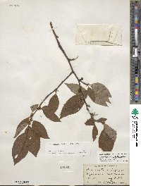 Ilex montana image