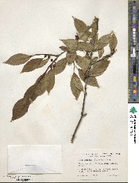 Ilex montana image