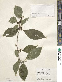 Ilex montana image