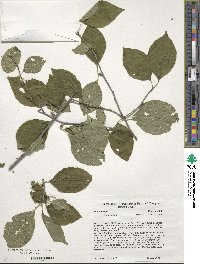 Ilex montana image