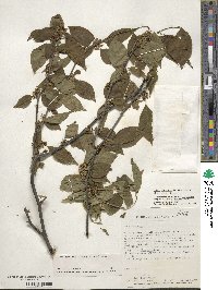 Ilex montana image