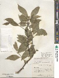 Ilex montana image