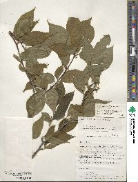 Ilex montana image