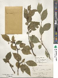 Ilex montana image