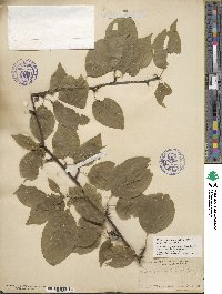 Ilex montana image