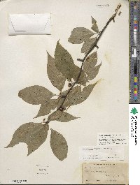 Ilex montana image