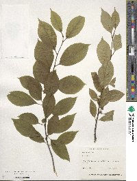 Ilex montana image