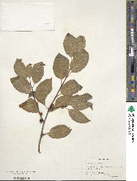 Ilex montana image