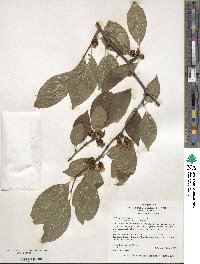 Ilex montana image