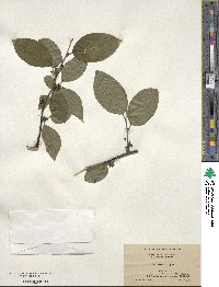 Ilex montana image