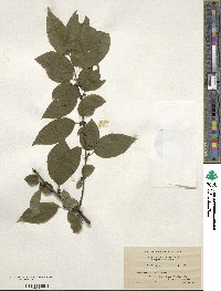 Ilex montana image