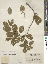 Ilex montana image