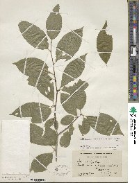 Ilex montana image