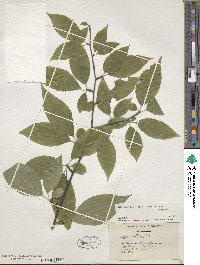 Ilex montana image