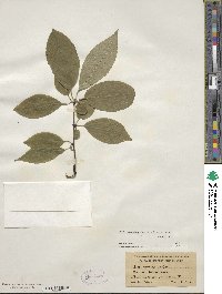 Ilex montana image