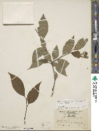 Ilex montana image