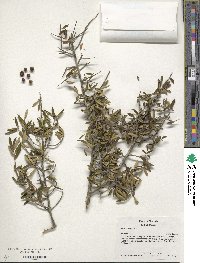 Ilex myrtifolia image