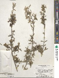 Ilex myrtifolia image