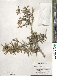 Ilex myrtifolia image