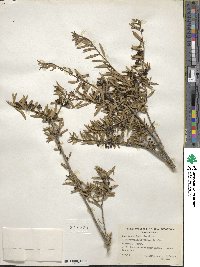 Ilex myrtifolia image