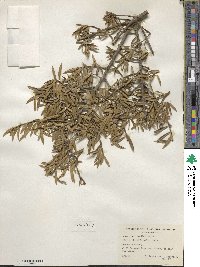 Ilex myrtifolia image