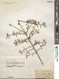 Ilex myrtifolia image