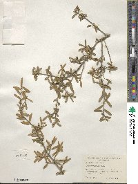 Ilex myrtifolia image