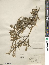 Ilex myrtifolia image