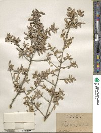 Ilex myrtifolia image