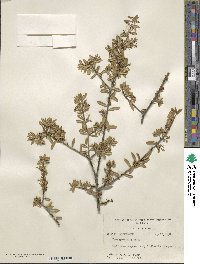 Ilex myrtifolia image